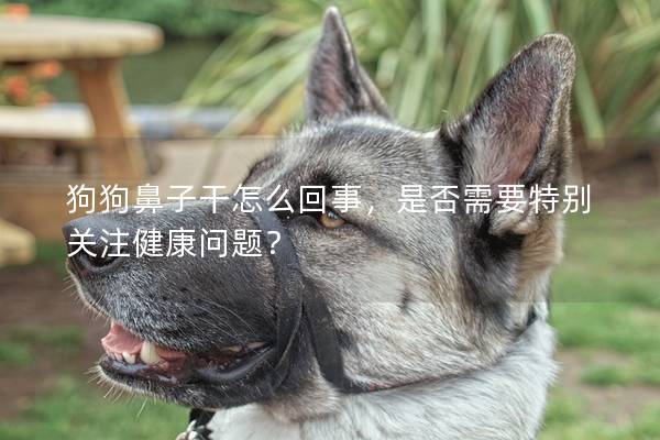 狗狗鼻子干怎么回事，是否需要特別關注健康問題？