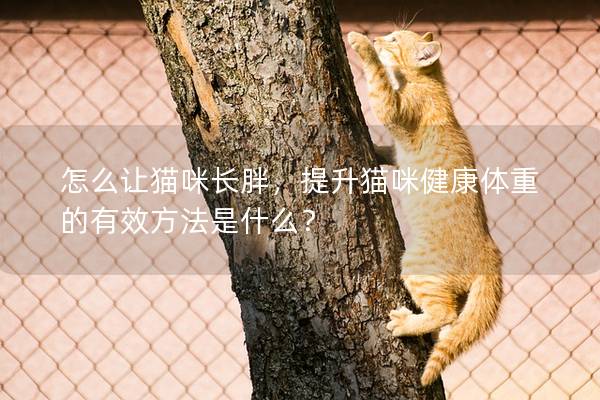怎么讓貓咪長胖，提升貓咪健康體重的有效方法是什么？