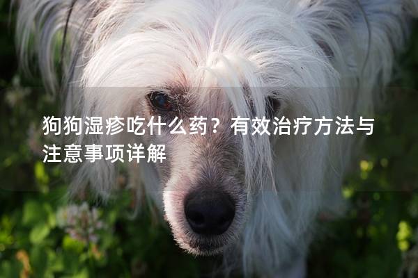 狗狗濕疹吃什么藥？有效治療方法與注意事項詳解