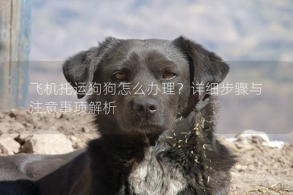 飛機托運狗狗怎么辦理？詳細步驟與注意事項解析