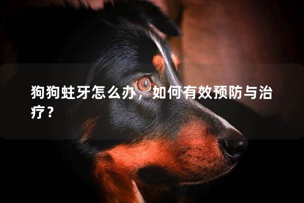狗狗蛀牙怎么辦，如何有效預(yù)防與治療？