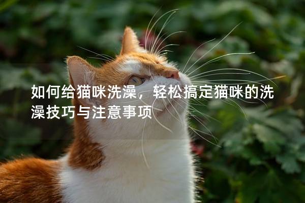 如何給貓咪洗澡，輕松搞定貓咪的洗澡技巧與注意事項(xiàng)