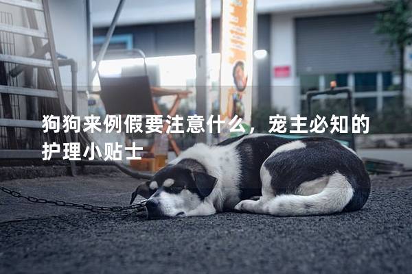 狗狗來例假要注意什么，寵主必知的護(hù)理小貼士