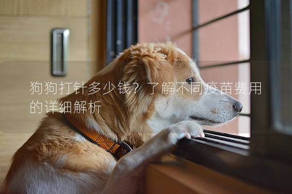 狗狗打針多少錢？了解不同疫苗費用的詳細解析