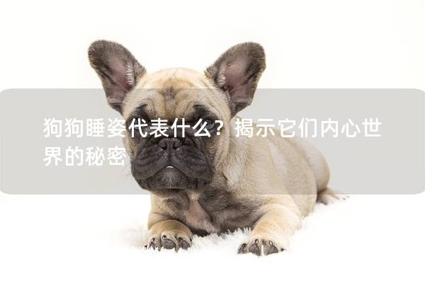 狗狗睡姿代表什么？揭示它們內心世界的秘密
