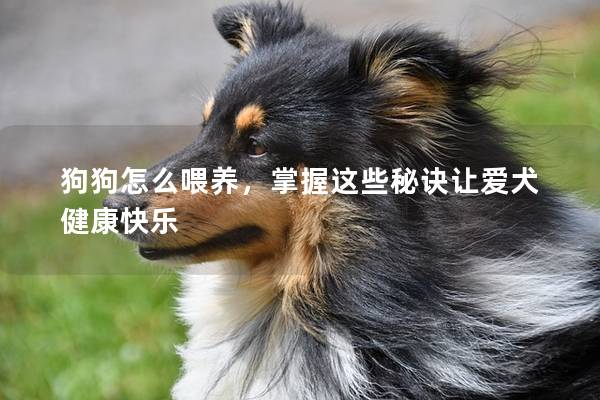 狗狗怎么喂養,掌握這些秘訣讓愛犬健康快樂 狗狗怎么喂養,掌握這些秘訣讓愛犬健康快樂