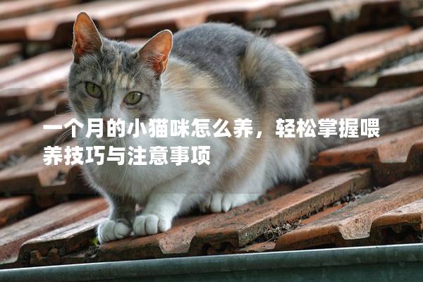 一個(gè)月的小貓咪怎么養(yǎng)，輕松掌握喂養(yǎng)技巧與注意事項(xiàng)