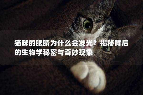 貓咪的眼睛為什么會發光？揭秘背后的生物學秘密與奇妙現象
