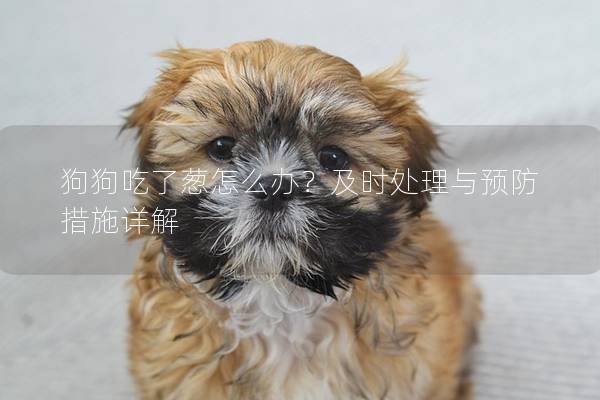 狗狗吃了蔥怎么辦?及時(shí)處理與預(yù)防措施詳解 狗狗吃了蔥怎么辦?及時(shí)處理與預(yù)防措施詳解