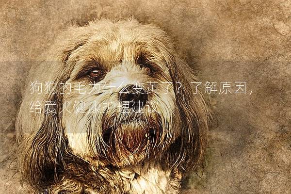 狗狗的毛為什么變黃了？了解原因，給愛犬健康護理建議