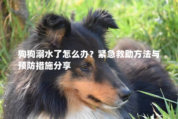 狗狗溺水了怎么辦？緊急救助方法與預(yù)防措施分享