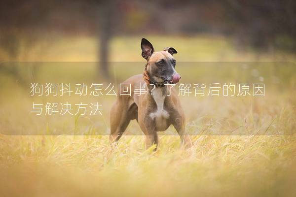 狗狗抖動(dòng)怎么回事？了解背后的原因與解決方法