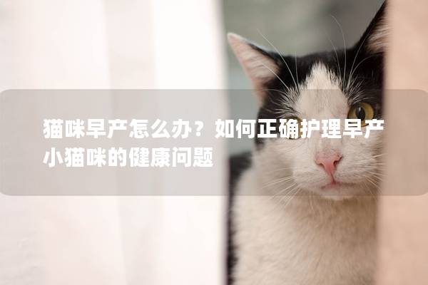 貓咪早產(chǎn)怎么辦？如何正確護(hù)理早產(chǎn)小貓咪的健康問題