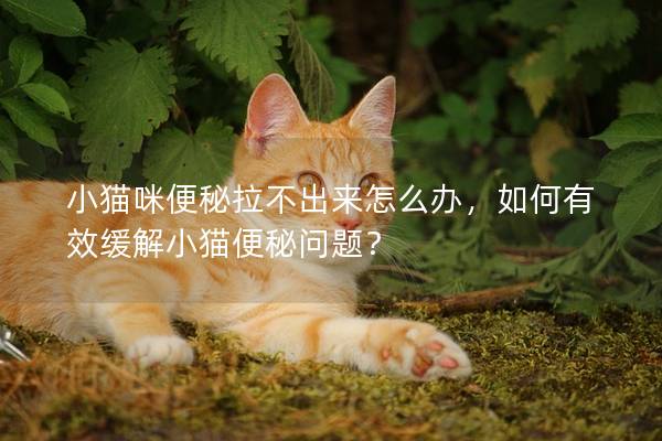 小貓咪便秘拉不出來怎么辦，如何有效緩解小貓便秘問題？