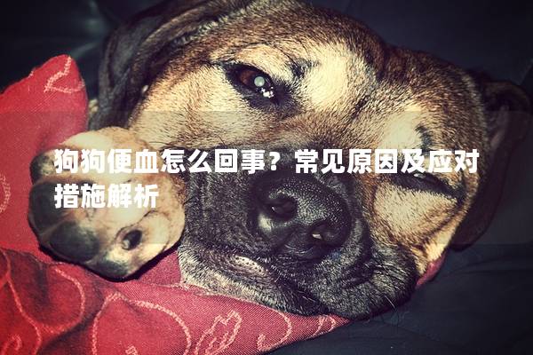 狗狗便血怎么回事？常見原因及應(yīng)對(duì)措施解析
