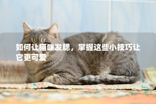 如何讓貓咪發(fā)腮，掌握這些小技巧讓它更可愛(ài)
