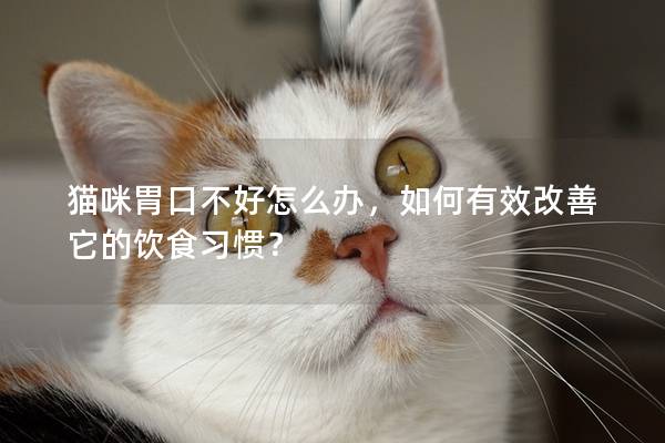 貓咪胃口不好怎么辦，如何有效改善它的飲食習慣？