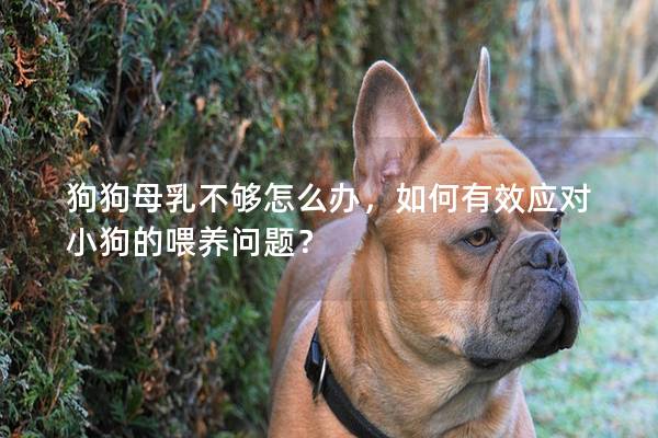狗狗母乳不夠怎么辦，如何有效應對小狗的喂養問題？