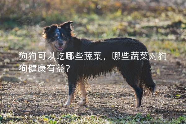 狗狗可以吃哪些蔬菜,哪些蔬菜對狗狗健康有益? 狗狗可以吃哪些蔬菜,哪些蔬菜對狗狗健康有益?