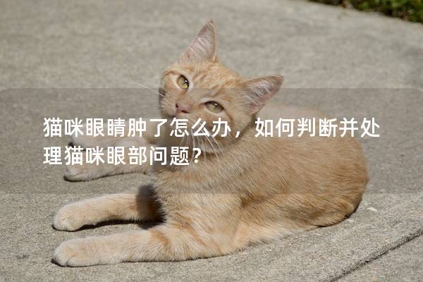 貓咪眼睛腫了怎么辦，如何判斷并處理貓咪眼部問題？