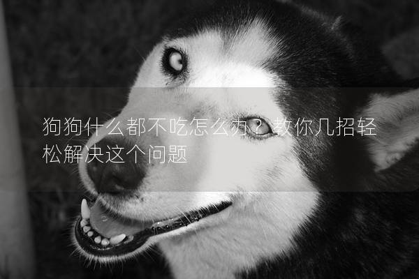 狗狗什么都不吃怎么辦？教你幾招輕松解決這個問題