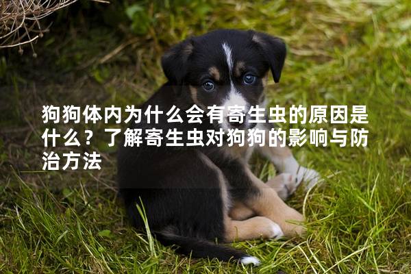 狗狗體內為什么會有寄生蟲的原因是什么？了解寄生蟲對狗狗的影響與防治方法