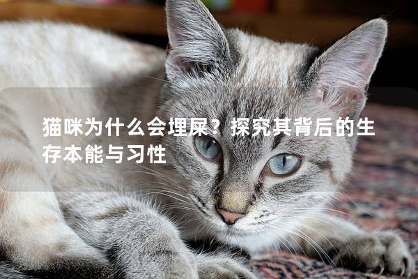貓咪為什么會埋屎？探究其背后的生存本能與習性