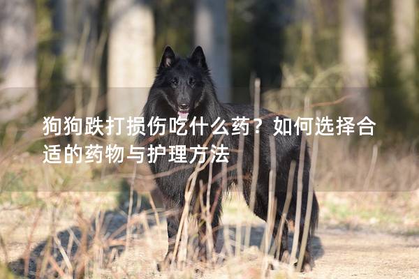 狗狗跌打損傷吃什么藥？如何選擇合適的藥物與護理方法