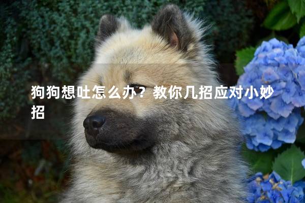 狗狗想吐怎么辦?教你幾招應對小妙招 狗狗想吐怎么辦?教你幾招應對小妙招