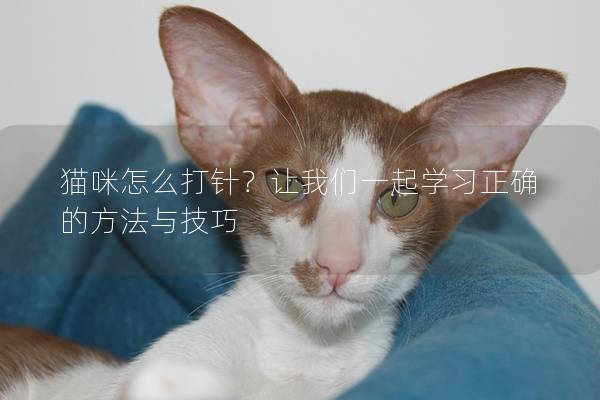 貓咪怎么打針？讓我們一起學(xué)習(xí)正確的方法與技巧