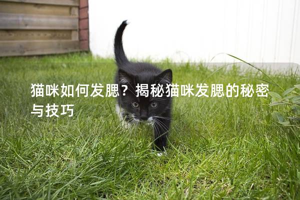 貓咪如何發腮？揭秘貓咪發腮的秘密與技巧