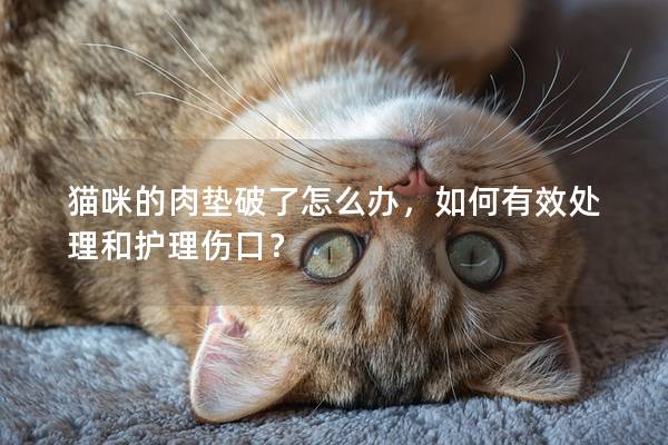 貓咪的肉墊破了怎么辦，如何有效處理和護理傷口？