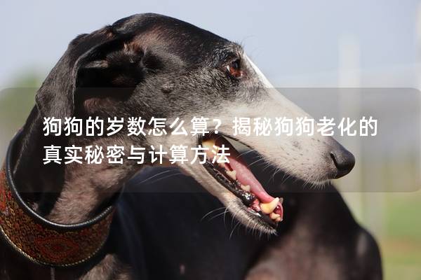 狗狗的歲數怎么算？揭秘狗狗老化的真實秘密與計算方法
