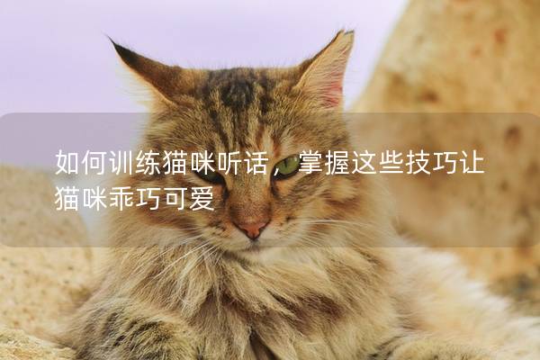 如何訓練貓咪聽話，掌握這些技巧讓貓咪乖巧可愛
