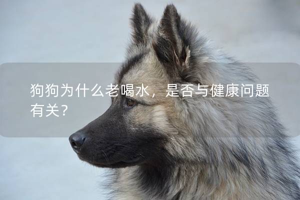 狗狗為什么老喝水，是否與健康問題有關？