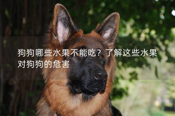 狗狗哪些水果不能吃？了解這些水果對狗狗的危害
