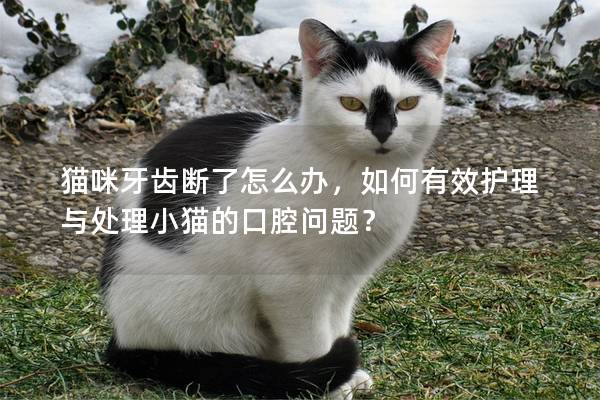 貓咪牙齒斷了怎么辦，如何有效護理與處理小貓的口腔問題？