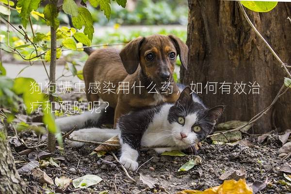 狗狗螨蟲感染用什么藥，如何有效治療和預(yù)防呢？