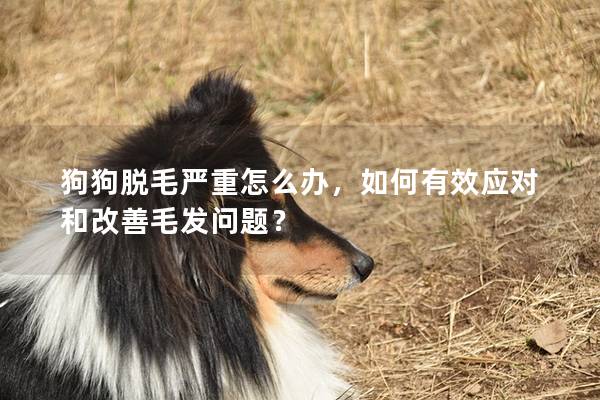 狗狗脫毛嚴(yán)重怎么辦,如何有效應(yīng)對和改善毛發(fā)問題? 狗狗脫毛嚴(yán)重怎么辦,如何有效應(yīng)對和改善毛發(fā)問題?