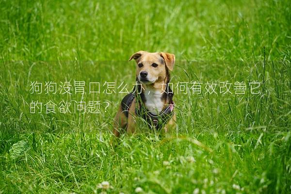 狗狗沒胃口怎么辦，如何有效改善它的食欲問題？