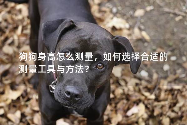 狗狗身高怎么測量,如何選擇合適的測量工具與方法? 狗狗身高怎么測量,如何選擇合適的測量工具與方法?