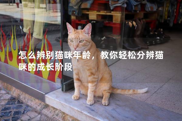 怎么辨別貓咪年齡，教你輕松分辨貓咪的成長階段