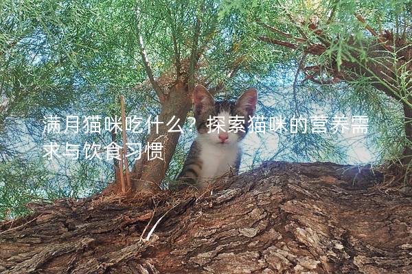 滿月貓咪吃什么？探索貓咪的營養需求與飲食習慣