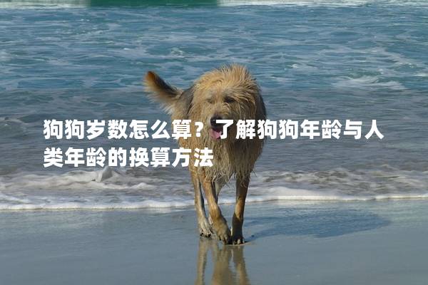 狗狗歲數怎么算?了解狗狗年齡與人類年齡的換算方法 狗狗歲數怎么算?了解狗狗年齡與人類年齡的換算方法