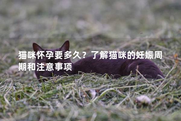 貓咪懷孕要多久？了解貓咪的妊娠周期和注意事項