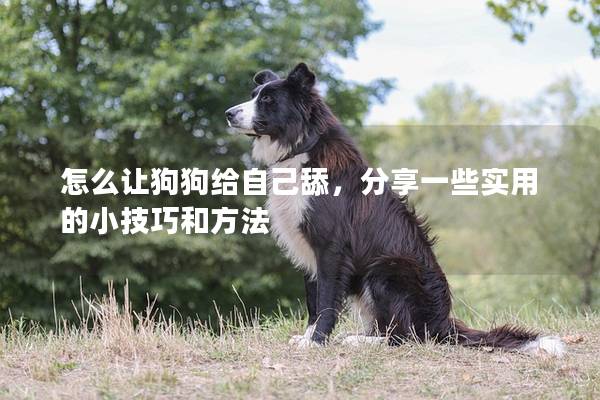 怎么讓狗狗給自己舔，分享一些實用的小技巧和方法