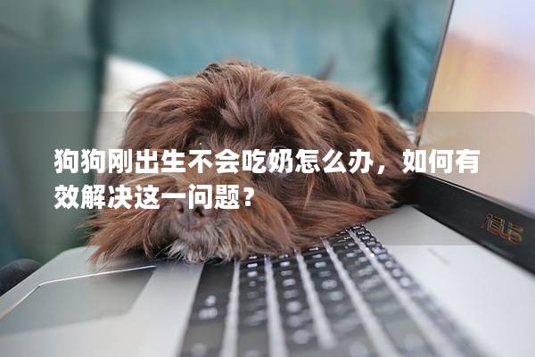 狗狗剛出生不會(huì)吃奶怎么辦，如何有效解決這一問題？