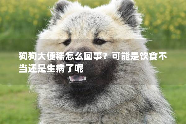 狗狗大便稀怎么回事?可能是飲食不當還是生病了呢 狗狗大便稀怎么回事?可能是飲食不當還是生病了呢