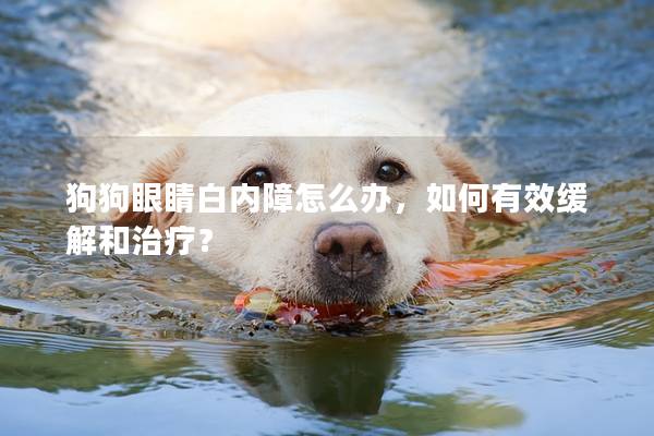 狗狗眼睛白內(nèi)障怎么辦，如何有效緩解和治療？