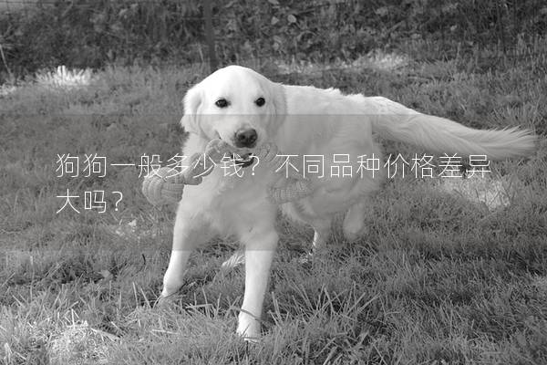 狗狗一般多少錢？不同品種價格差異大嗎？